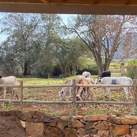 Yellowwoods Farm - Willoughbys Cottage And Old Stables Cottage Curryʼs Post Εξωτερικό φωτογραφία