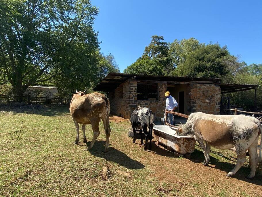 Yellowwoods Farm - Willoughbys Cottage And Old Stables Cottage Curryʼs Post Εξωτερικό φωτογραφία
