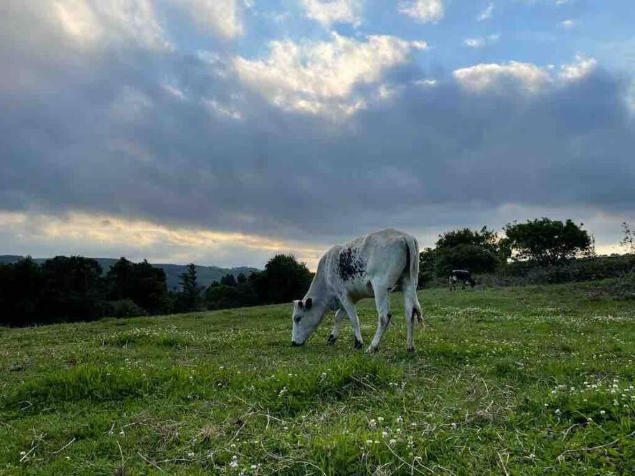 Yellowwoods Farm - Willoughbys Cottage And Old Stables Cottage Curryʼs Post Εξωτερικό φωτογραφία
